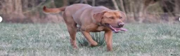 Labrador Retriever dogs for sale: EXCEPTIONAL KC reg DARK FOX RED LABRADOR PUPS - Advert 6