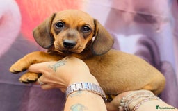 Miniature Dachshund dogs for sale: Two stunning brothers  - Image 3