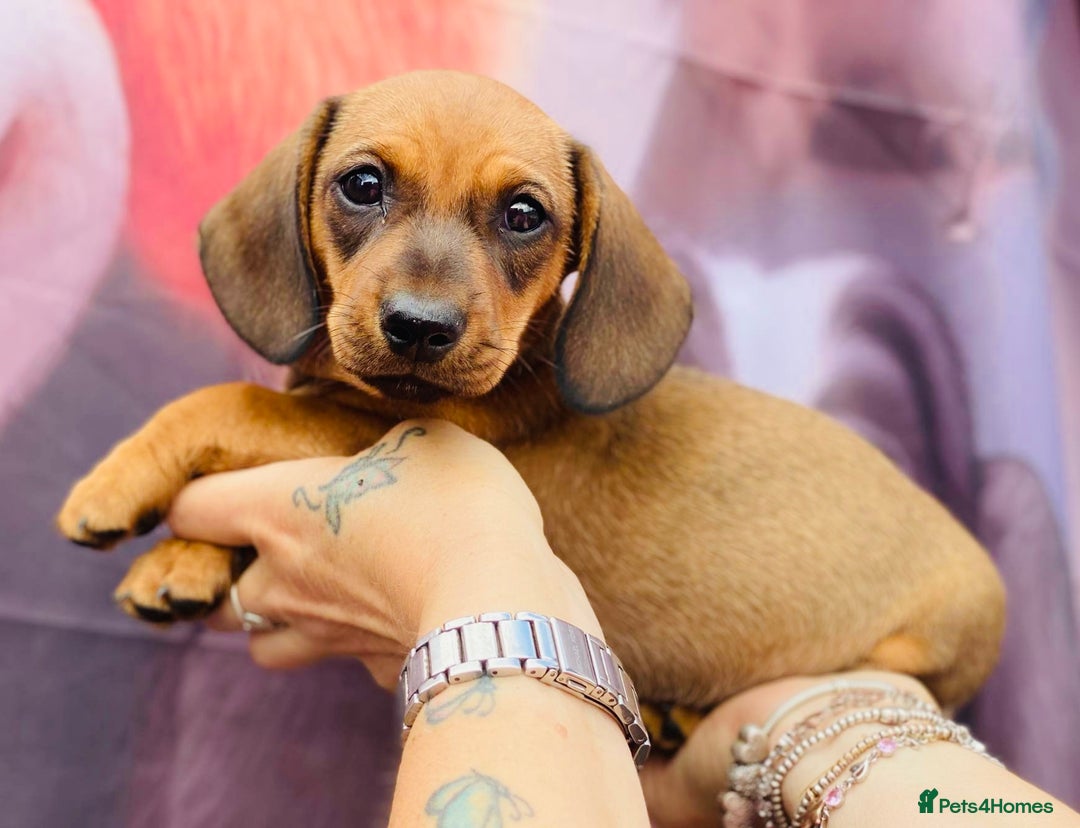 Miniature Dachshund dogs for sale: Two stunning brothers  - Image 3