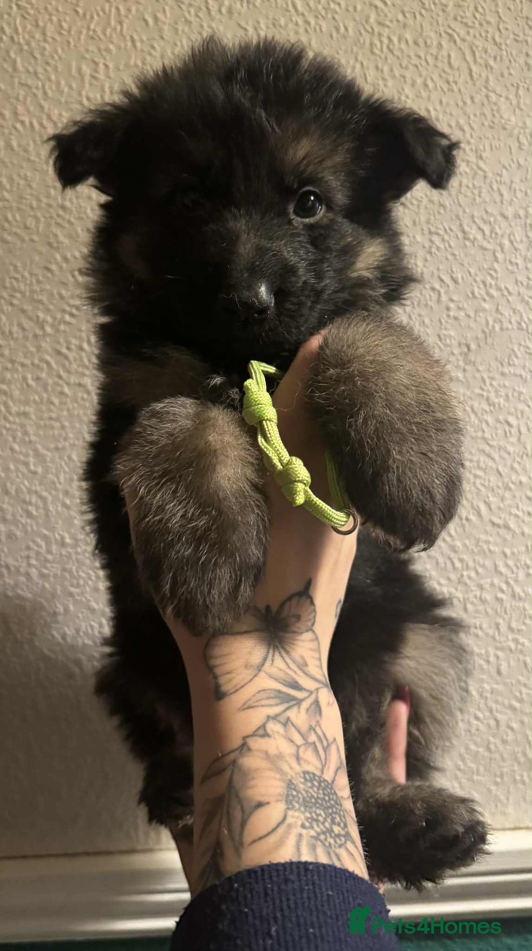 German Shepherd dogs for sale: Beautiful straight back German Shepherds  - Image 23