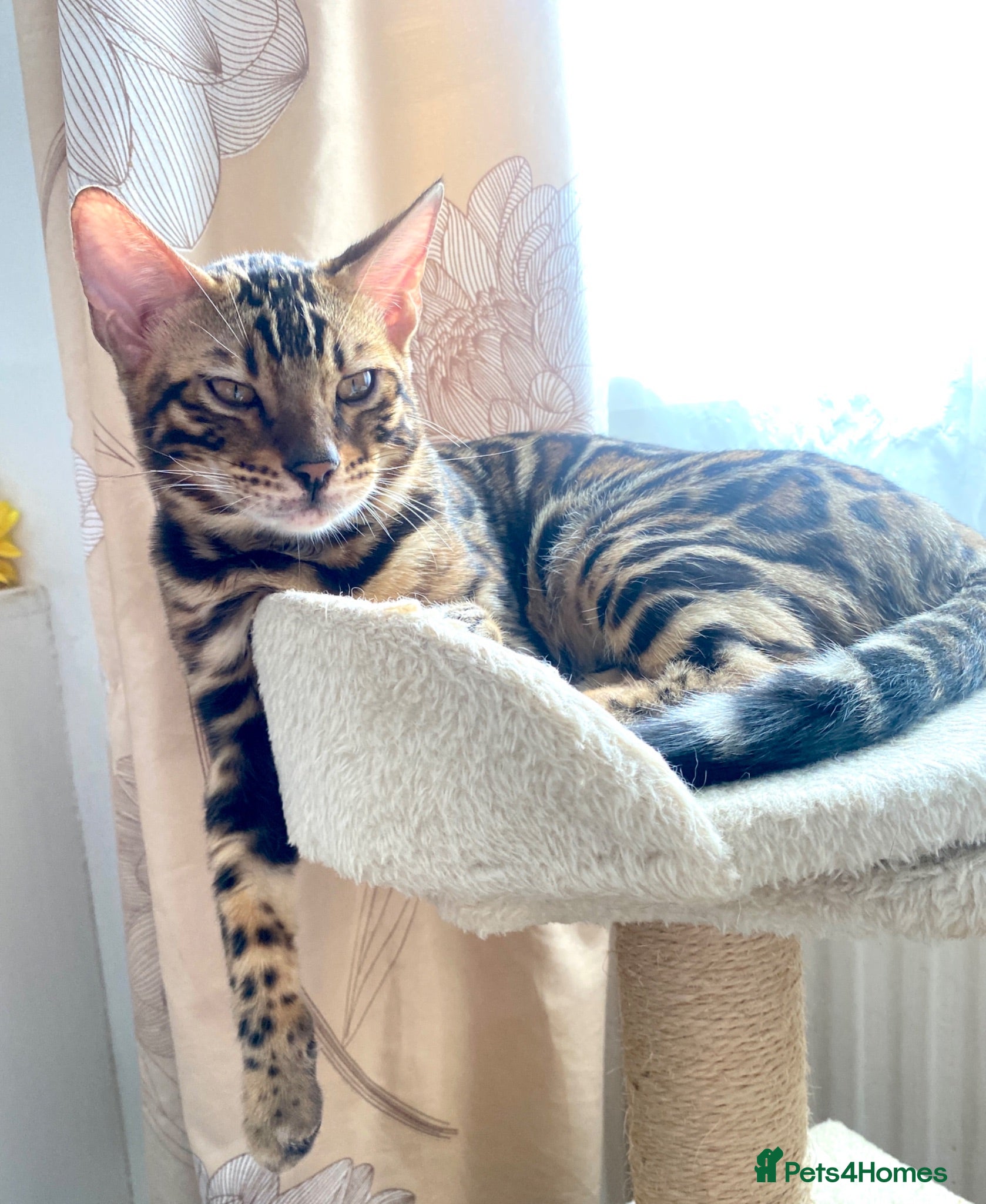 Bengal cats ✨TICA REGISTERED ONLY 2✨✨✨  BOYS LEFT-£500 Each✨✨✨ - Advert 2