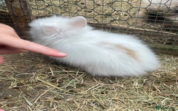 Lionhead rabbits for sale: 2 male left. 6 females  - Image 6