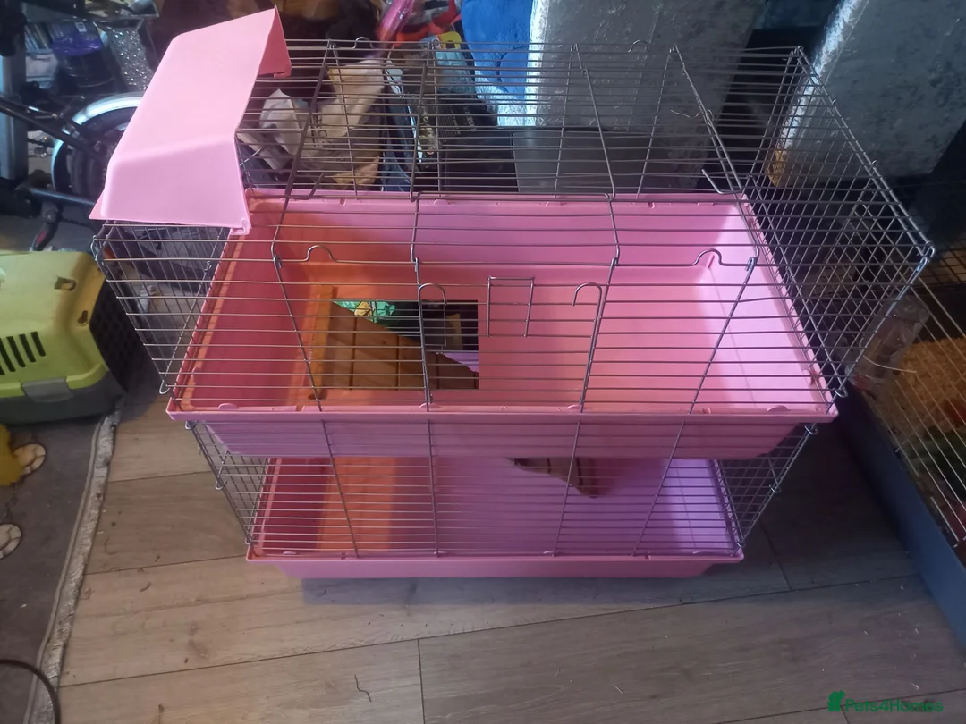 Mixed Breed rabbits for sale: Female 8 week old rabbit with pink cage - Advert 1