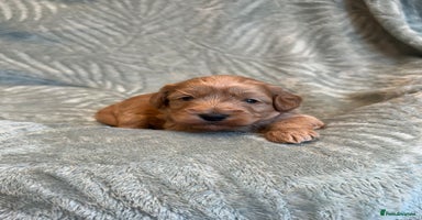 Cavapoo dogs - Advert 8