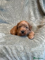 Cavapoo dogs - Advert 8