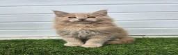 Maine Coon cats for sale: Beautiful gccf pet registered maine coon babies  - Advert 14