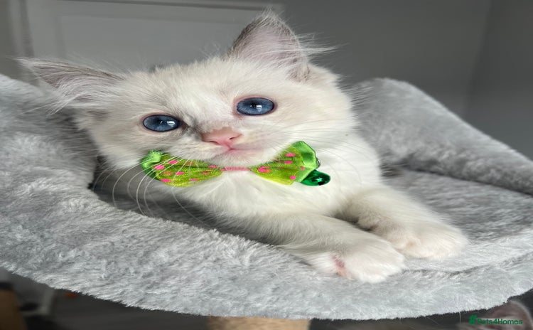 Ragdoll cats - Advert 6