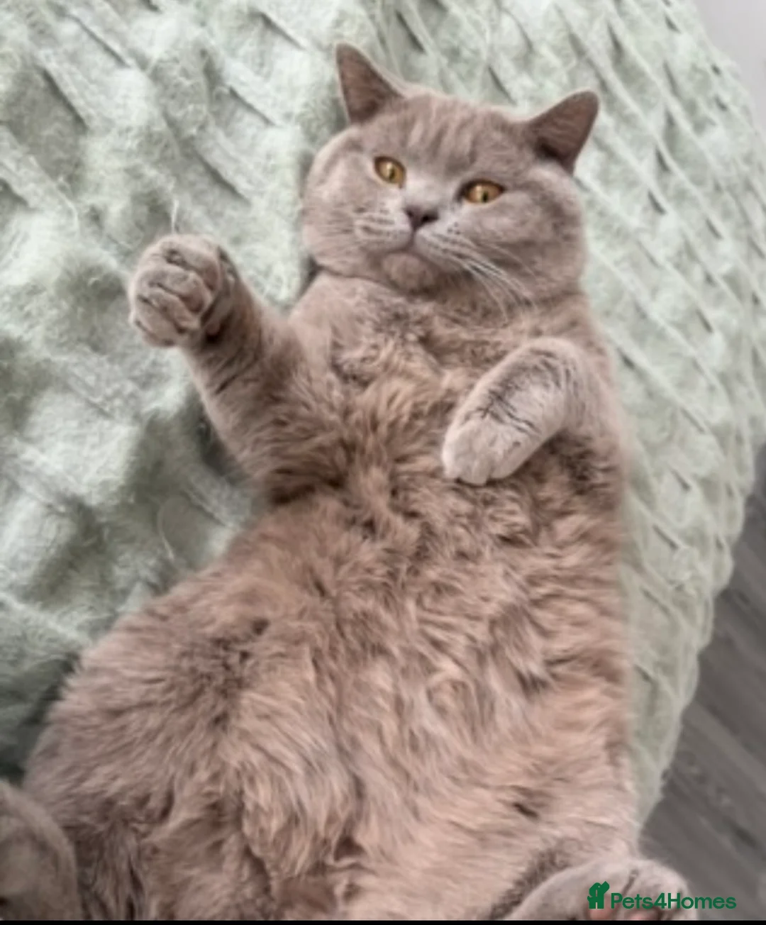 British Shorthair cats for sale: 🐻Beautiful bsh/scottish fold little bears 🐻  - Advert 2