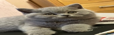 British Shorthair Kitten 1