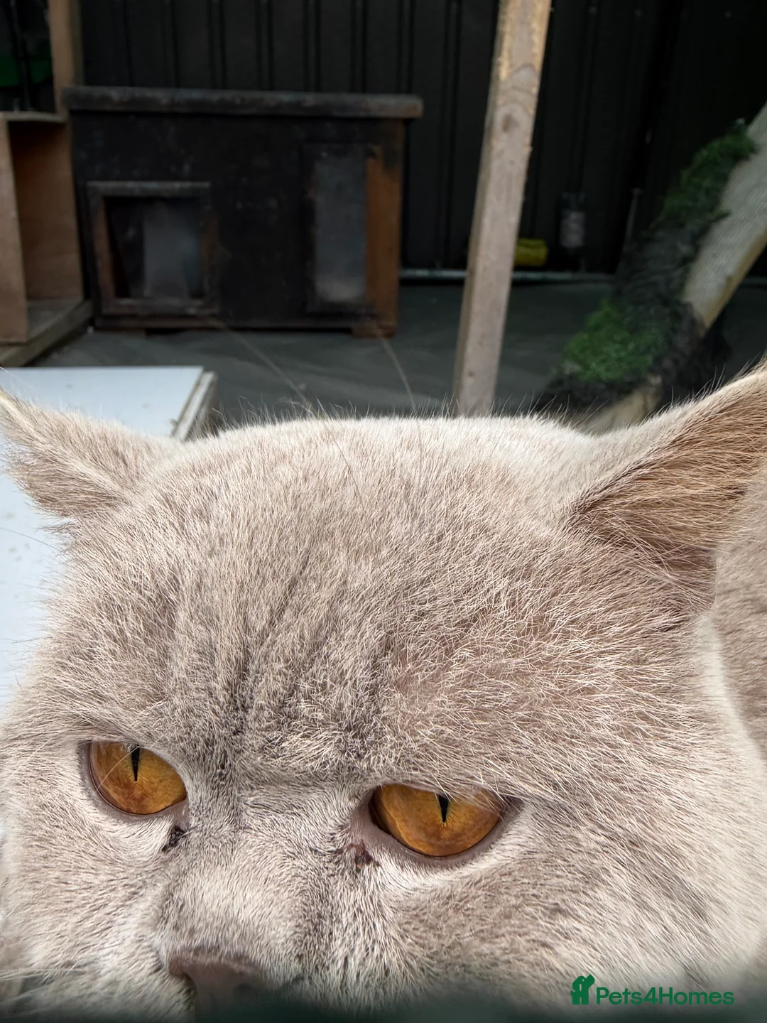 British Shorthair cats for stud: Thorn Stud duties only just 2 years old - Advert 2