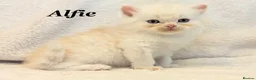 Persian cats for sale: Six absolutely stunning Persian Kittens - Advert 23