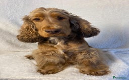 Cocker Spaniel dogs for sale: Show type cocker spaniels  - Image 27