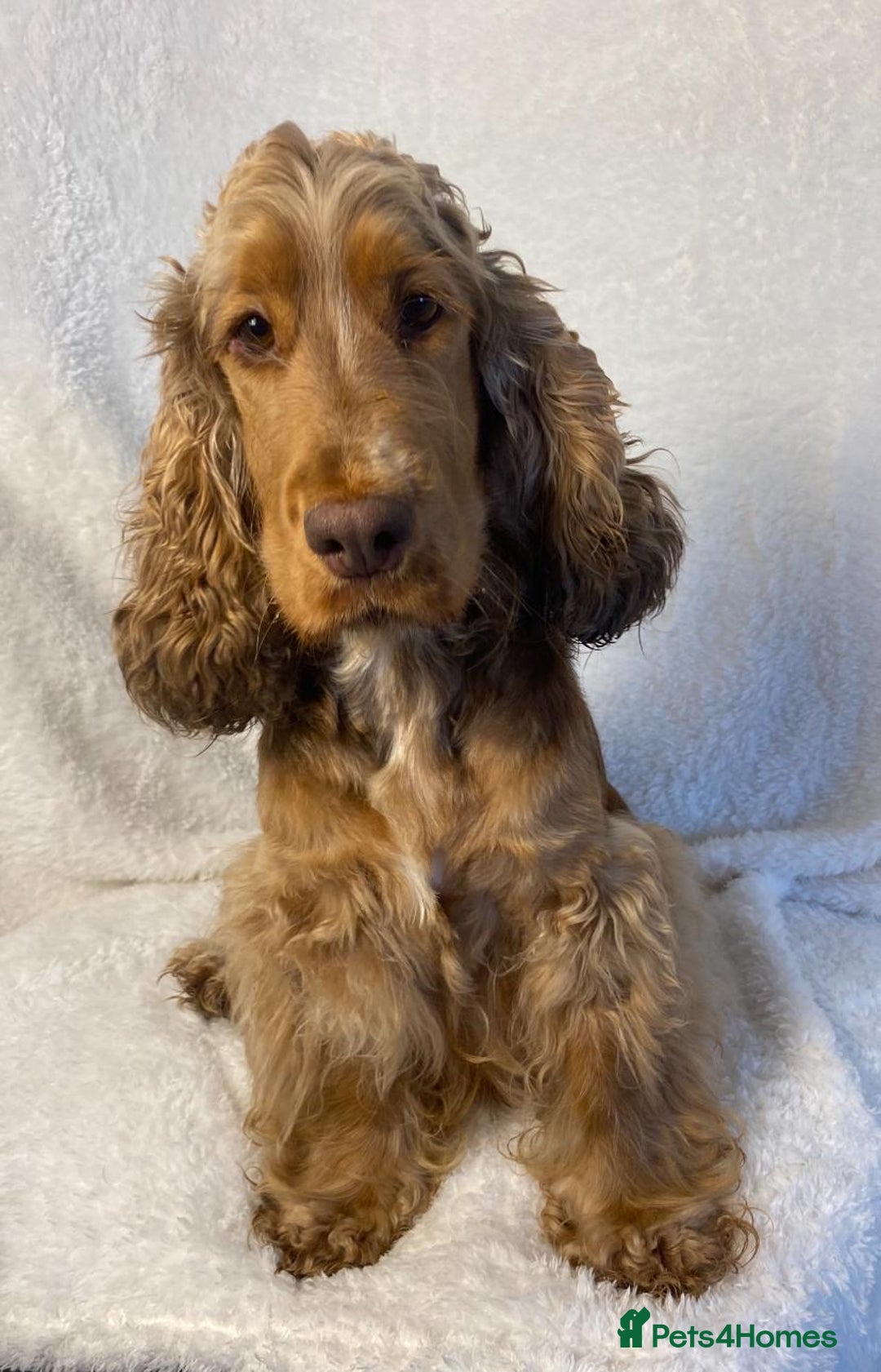 Cocker Spaniel dogs for sale: Show type cocker spaniels  - Image 27