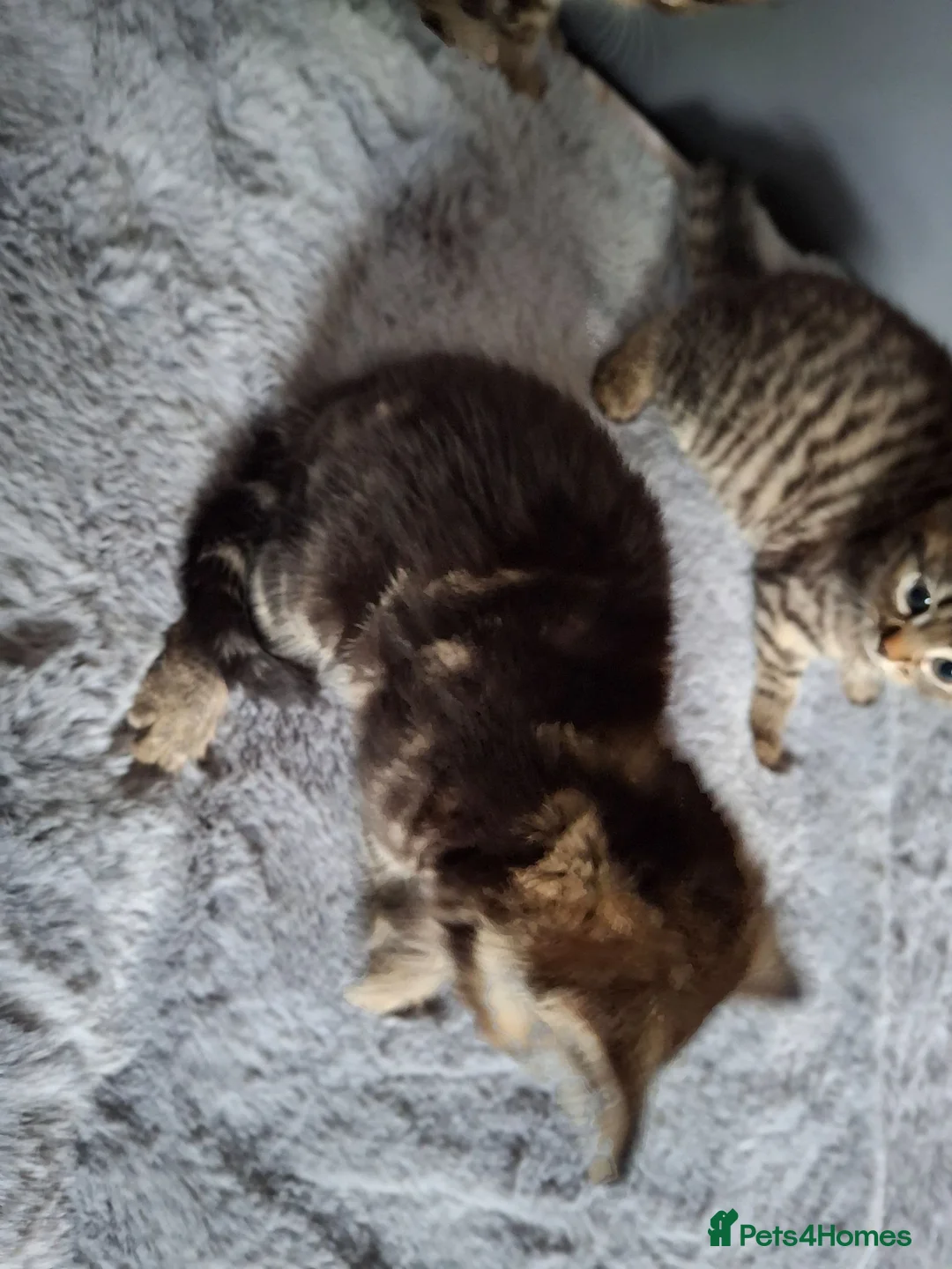 Mixed Breed cats for sale: 3 cutest females mixed bengal tabby kittens v - Advert 21