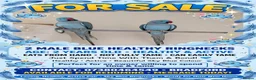 Ringnecks birds for sale: 2 Beautiful Ringnecks Male - Advert 2