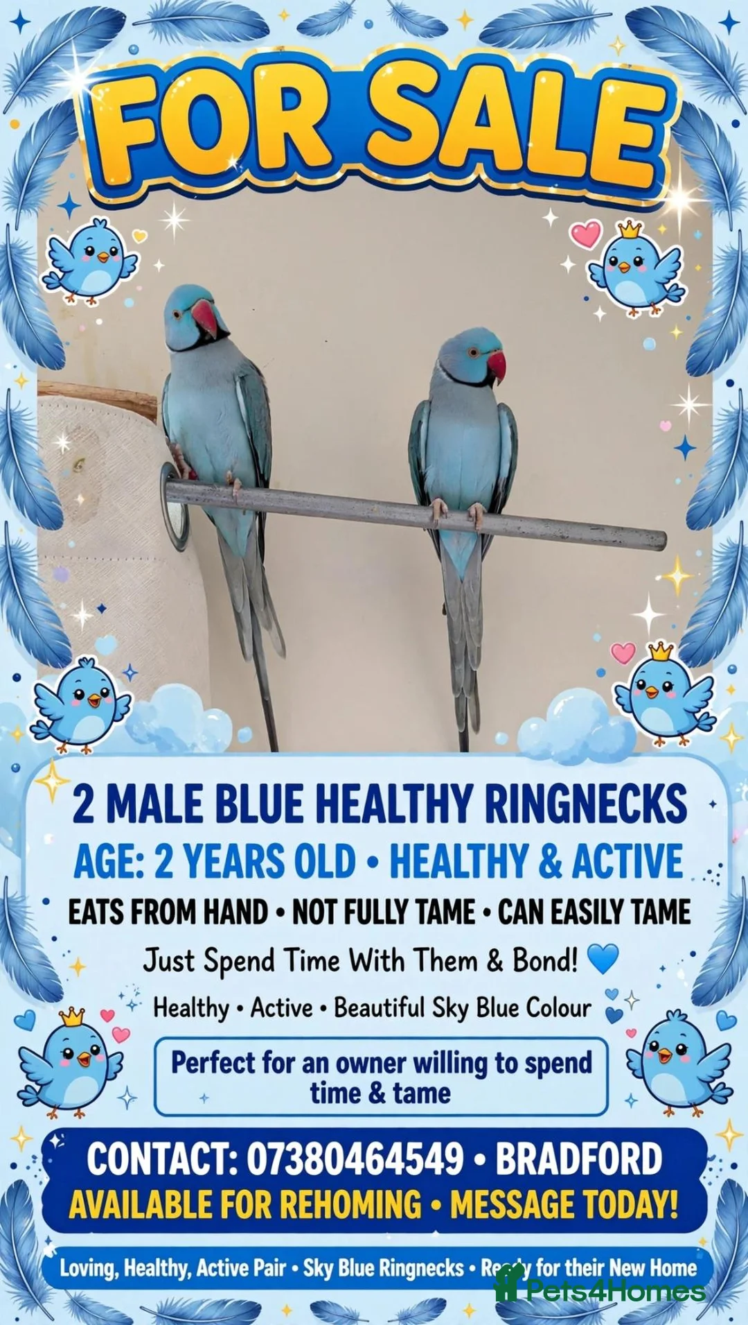 Ringnecks birds for sale: 2 Beautiful Ringnecks Male - Advert 2