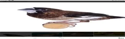 Finches birds for sale: Plum head finch and bengalese  - Advert 2