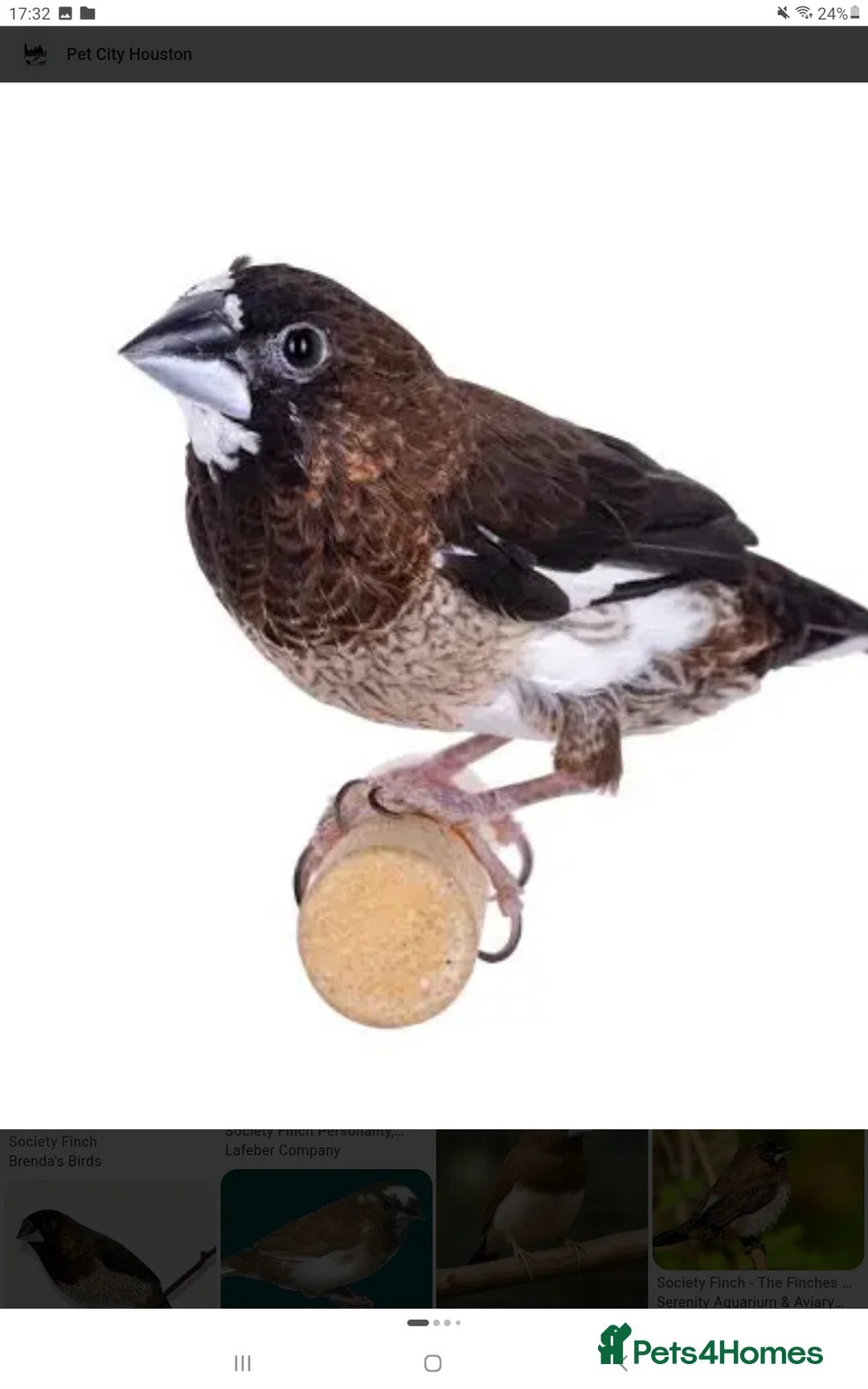 Finches birds for sale: Plum head finch and bengalese  - Advert 2