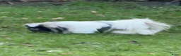 Pekingese dogs for sale: Kc Female adult Parti Pekingnese 2 years  - Advert 6