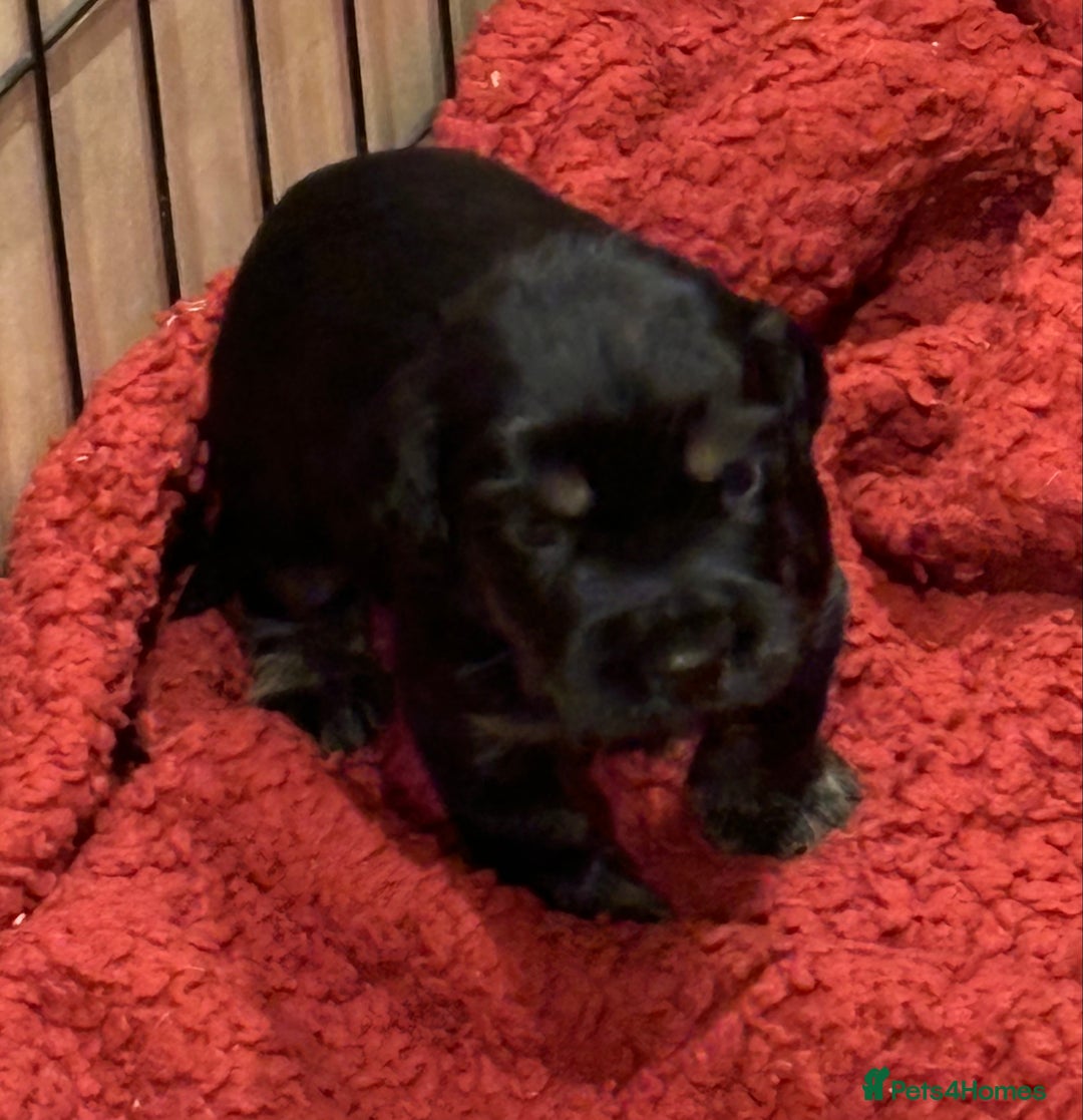 Cocker Spaniel dogs for sale: Beautiful Cocker Spaniel Puppies - Advert 21