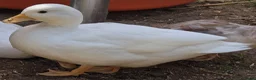 Ducks poultry for sale: White Call Ducks - Advert 2