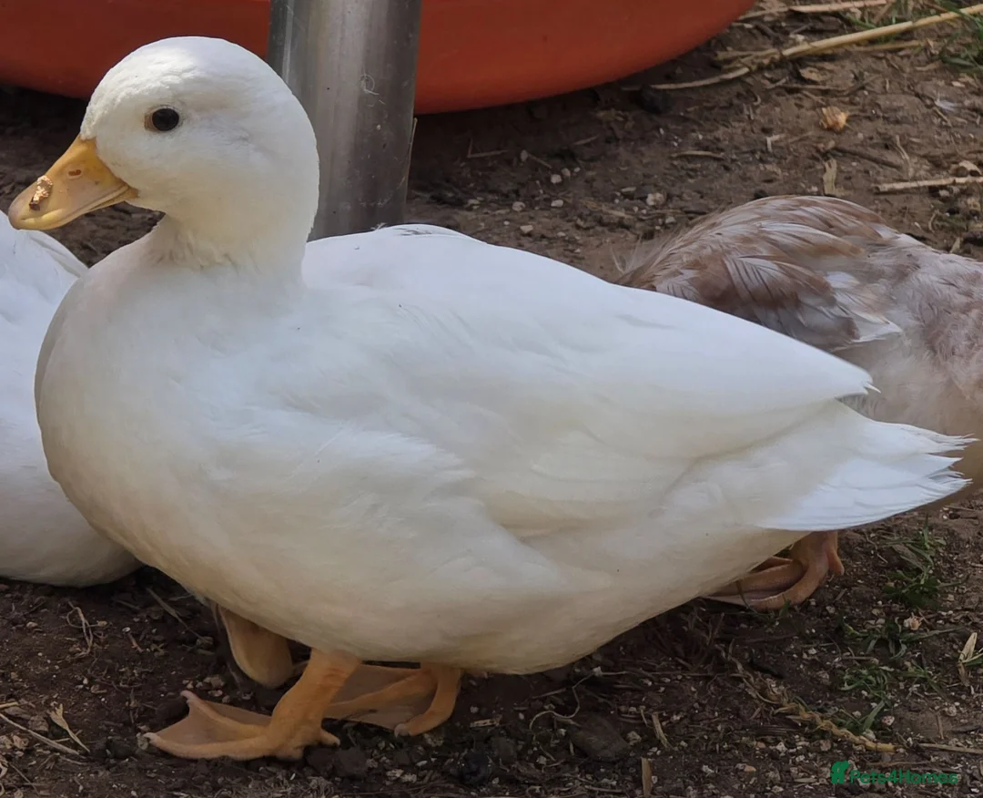 Ducks poultry for sale: White Call Ducks - Advert 2