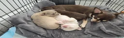 Chihuahua dogs for sale: Three chihuahua puppies for sale - Advert 2
