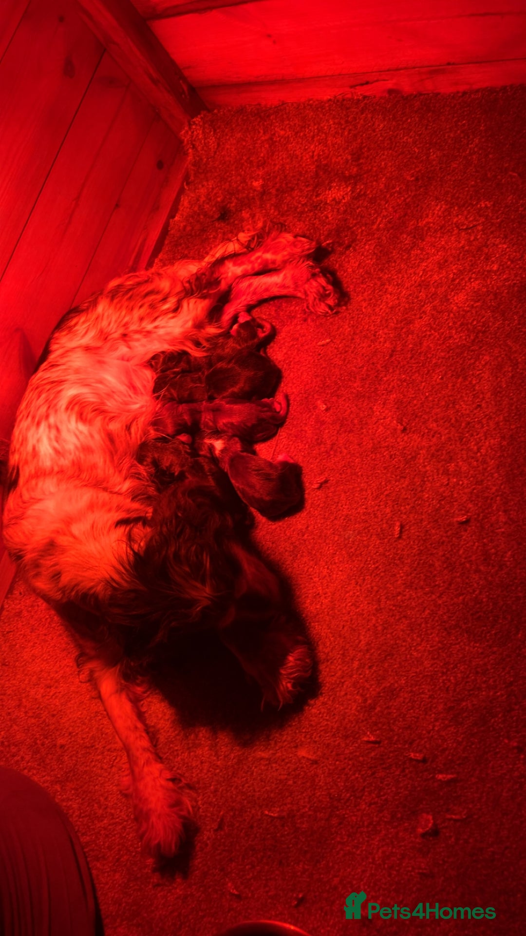 Cocker Spaniel dogs for sale: ✨show type cocker spaniel✨ - Image 19
