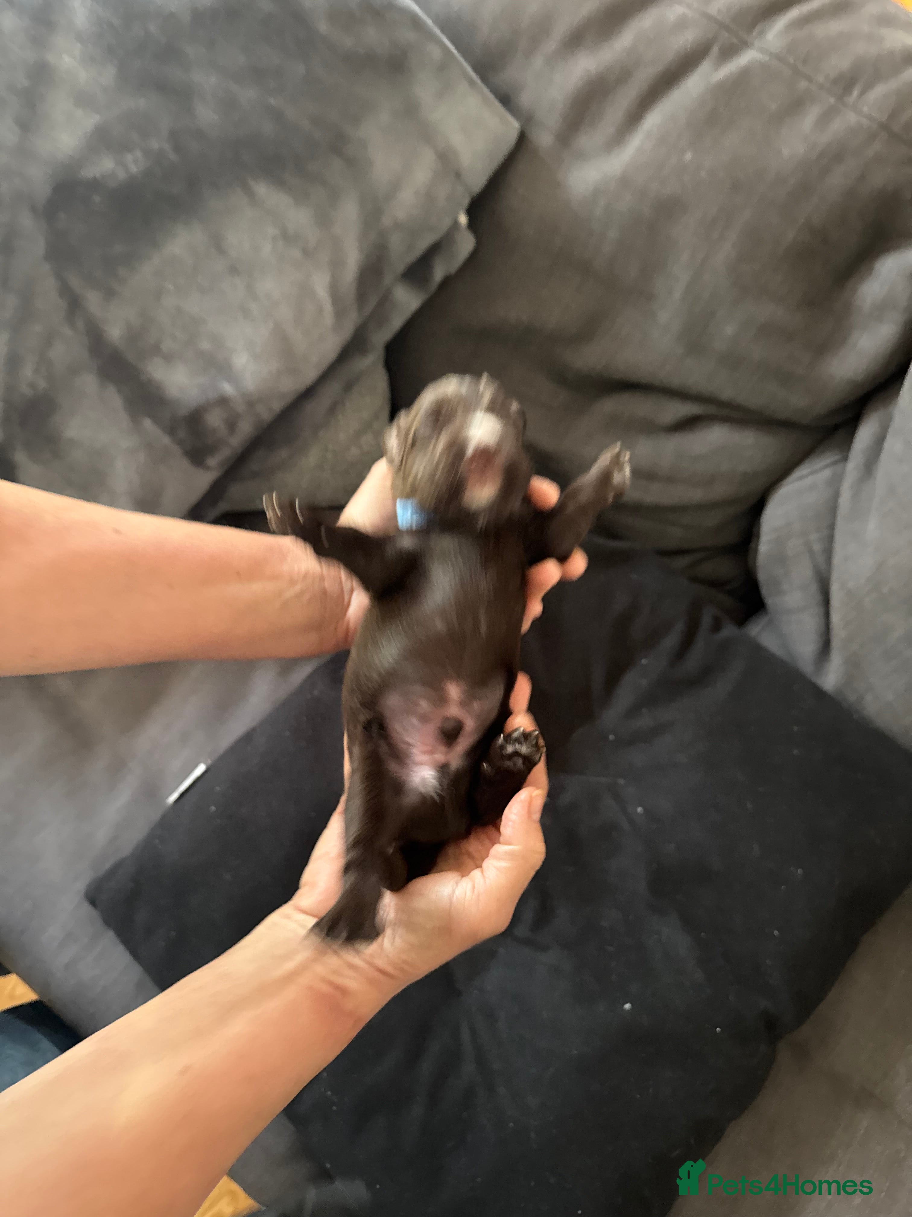 Cocker Spaniel dogs Stunning working cocker spaniels puppies  - Advert 2
