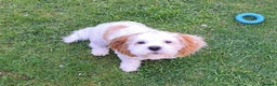 Cavapoo dogs for sale: Male cavapoo  for sale ,Liverpool - Advert 2