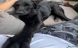 Labrador Retriever dogs for adoption: Pixie - Badersfield Norfolk  - Image 21