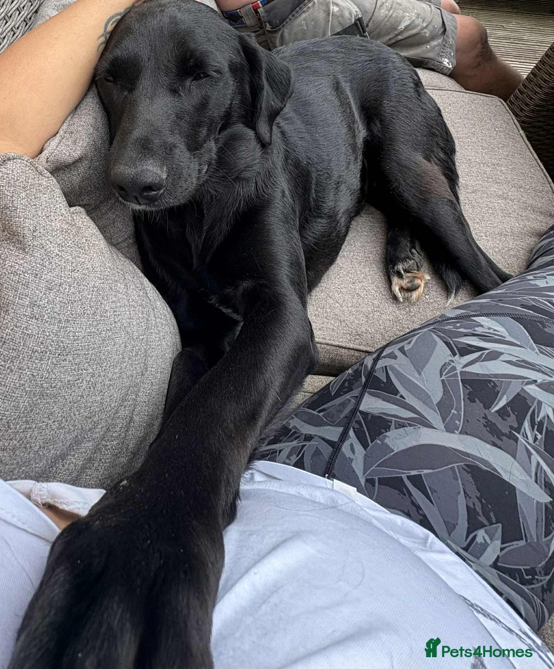 Labrador Retriever dogs for adoption: Pixie - Badersfield Norfolk  - Image 21