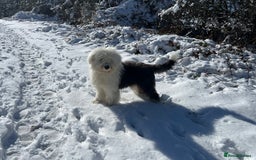 Old English Sheepdog dogs for stud: Proven KCRegistered Stunning OLD ENGLISH SHEEPDOG  in Mansfield - Image 4