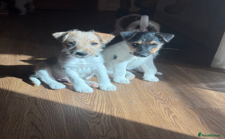 Mixed Breed dogs - Advert 8