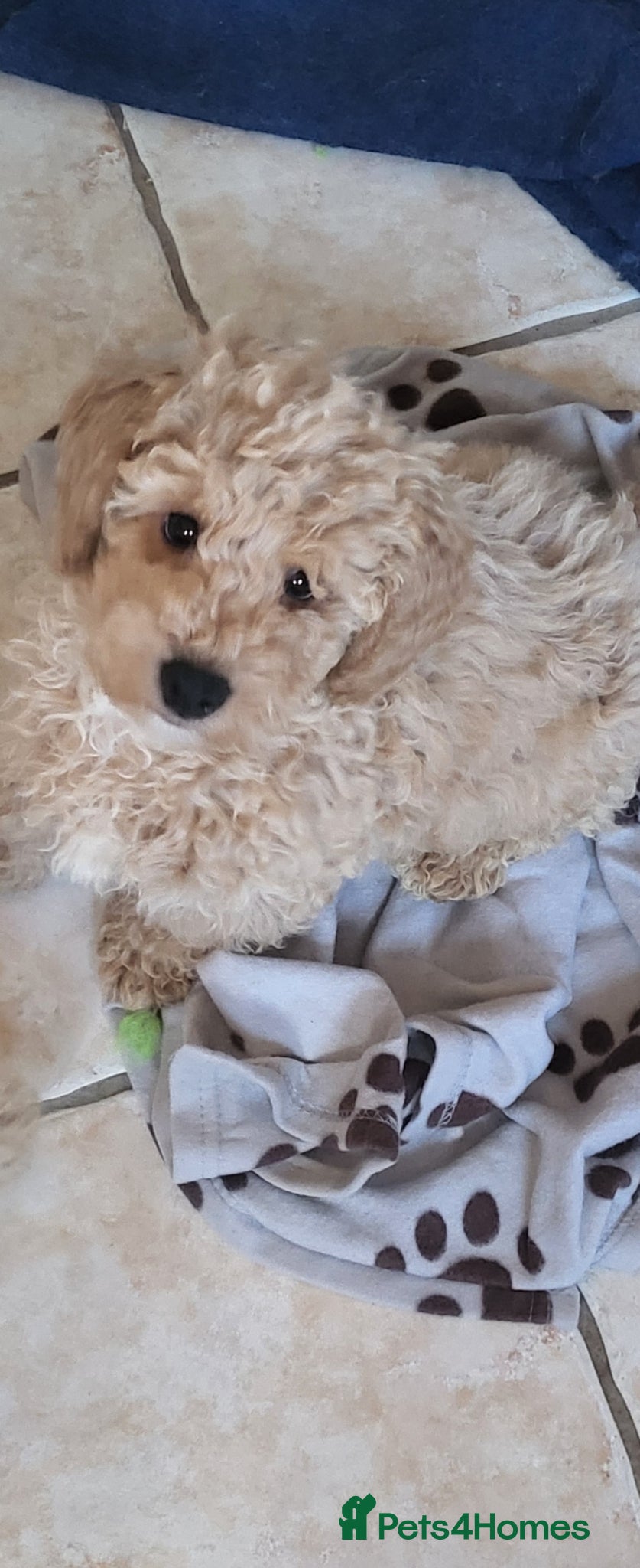 Maltipoo dogs Maltipoo  - Advert 13