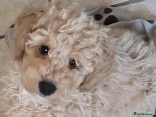 Maltipoo dogs Maltipoo - Advert 13