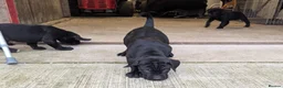 Cane Corso dogs for sale: Cane Corso Irish Kennel club registered  in Enniskillen - Advert 17