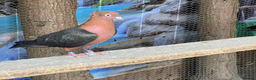 Pigeons birds for sale: Archangel pigeons for sale  - Advert 4