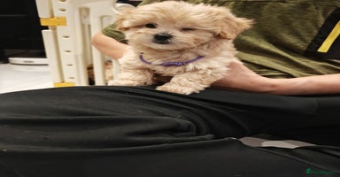 Maltipoo dogs - Advert 11