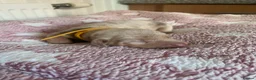 Dachshund dogs for sale: Dachshund Pupies(Loverly Colours) - Advert 15
