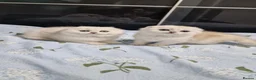 Scottish Fold cats for sale: Last kittens, girl & boy looking for their homes  - Advert 5