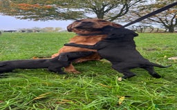 Labrador Retriever dogs for sale: Beautiful black Labrador puppy's  - Image 3