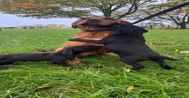 Labrador Retriever dogs - Advert 12