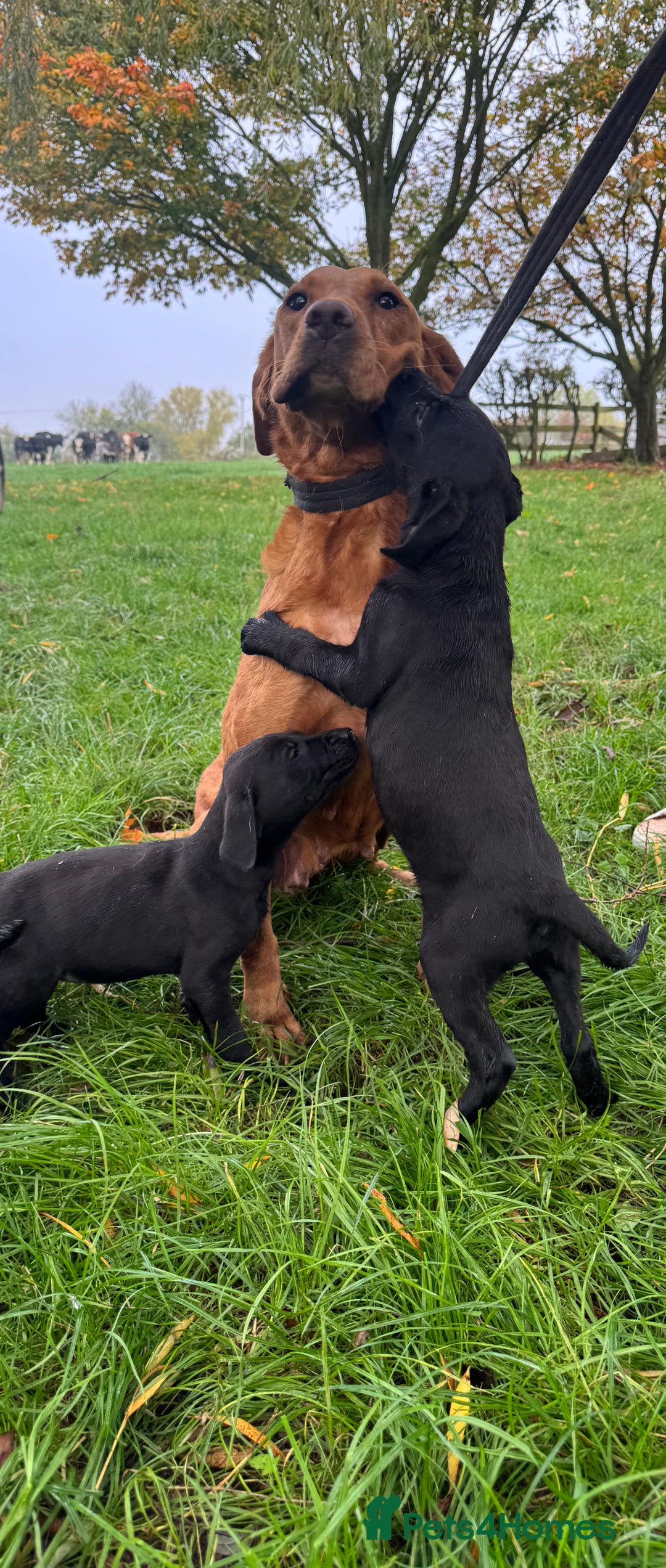Labrador Retriever dogs for sale: Beautiful black Labrador puppy's  - Image 3