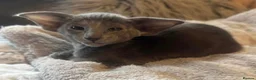 Oriental cats for sale: Stunning Blue 1yr Old Spayed Girl - Advert 5