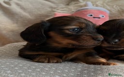 Miniature Dachshund dogs for sale: Top Show Quality KC Miniature Dachshund Puppies - Image 21