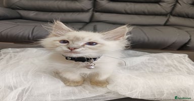 Ragdoll cats - Advert 2