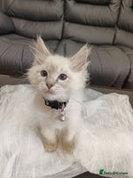 Ragdoll cats - Advert 2