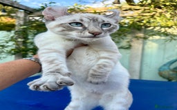 Bengal cats for sale: Stunning rare female  - Image 8