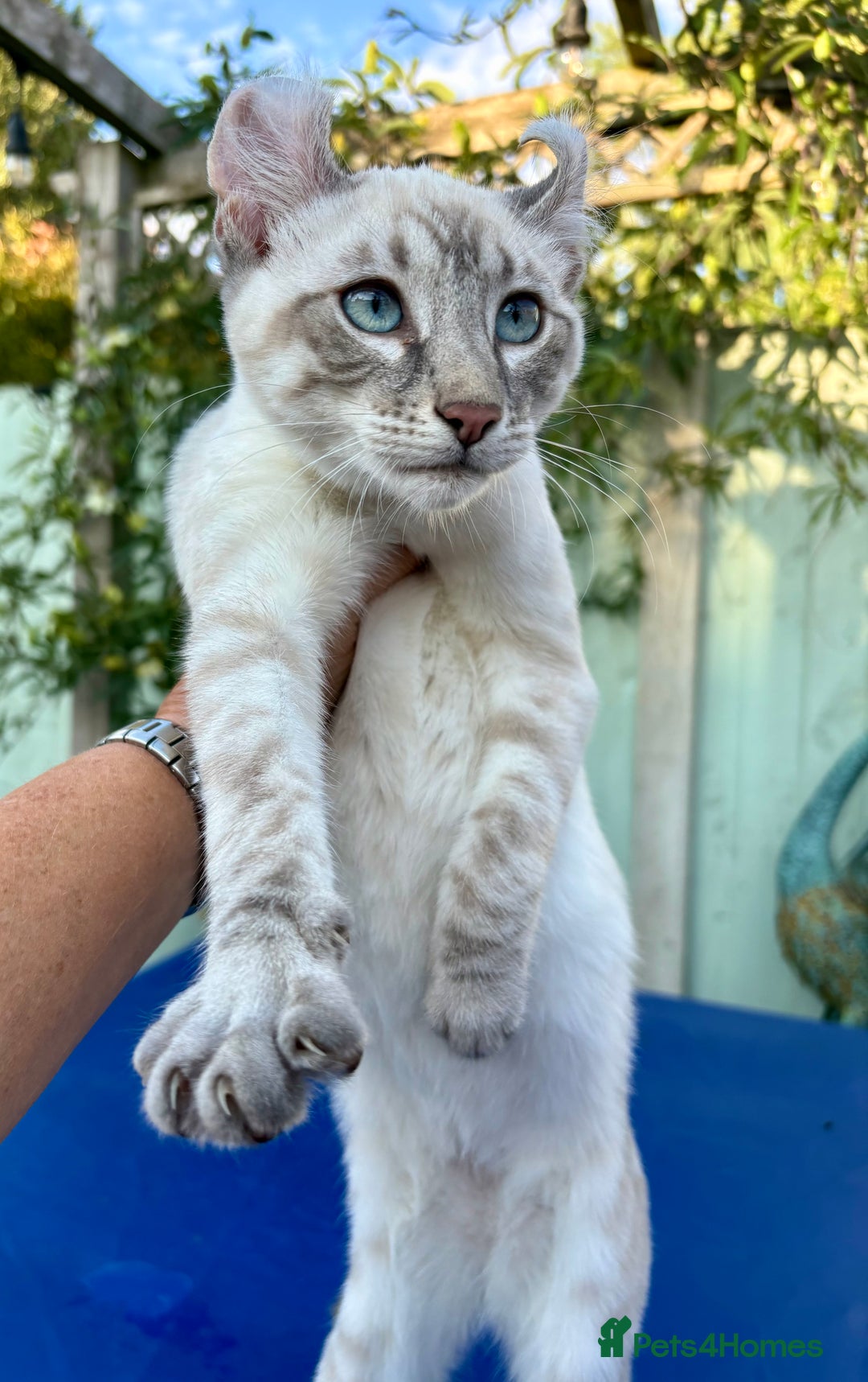 Bengal cats for sale: Stunning rare female  - Image 8
